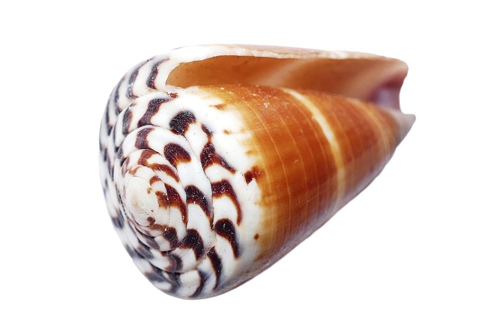 Cone Seashell