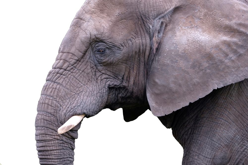 Free elephant image, public domain wild animal CC0 photo.