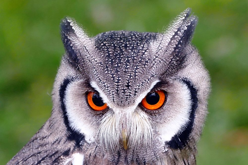Free southern white faced owl close up portrait photo, public domain animal cc0 image.