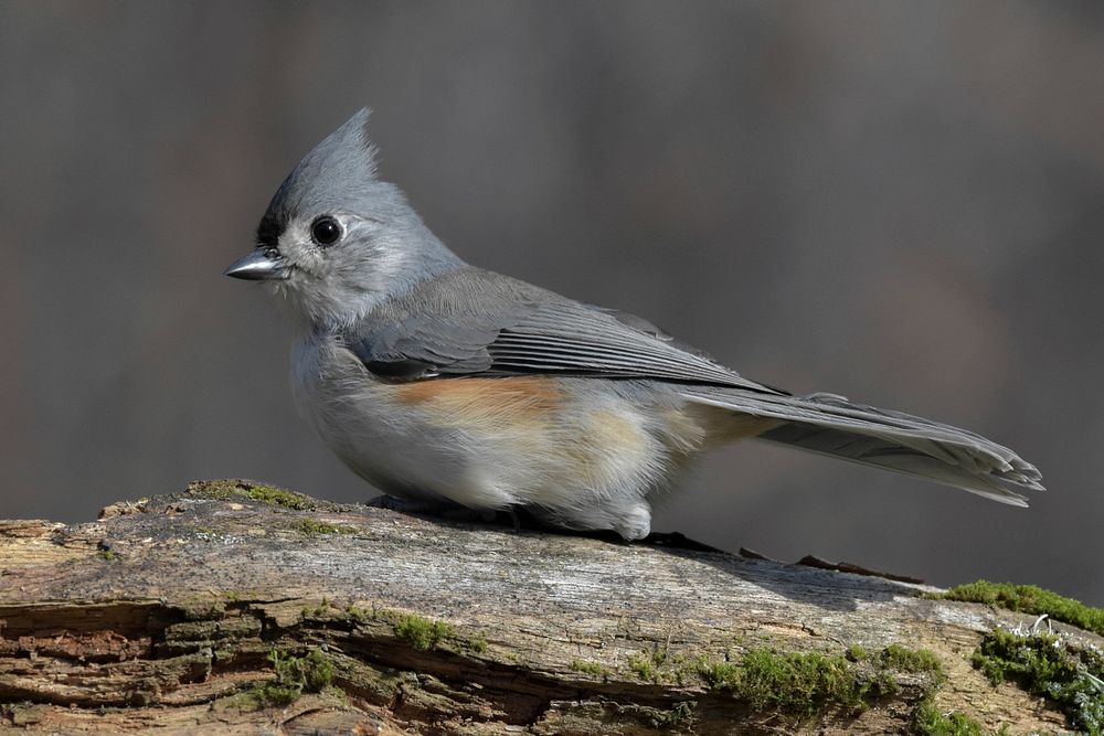 A one legged Tufted Titmouse showing spirit and determination, an example to us all.