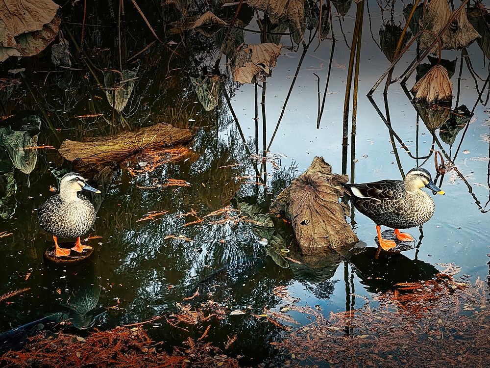 Ducks, Autumn, Tokyo, Japan