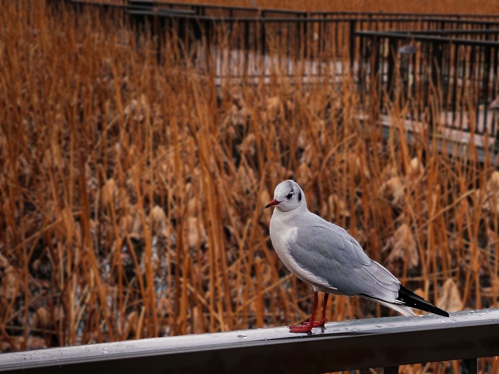 Seagull, Autumn, Tokyo, Japan