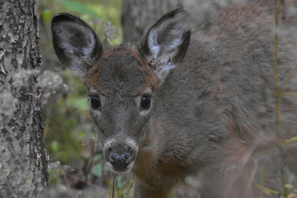 Bambi returns. | Free Photo - rawpixel