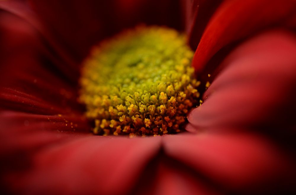 Free red daisy image, public domain flower CC0 photo.