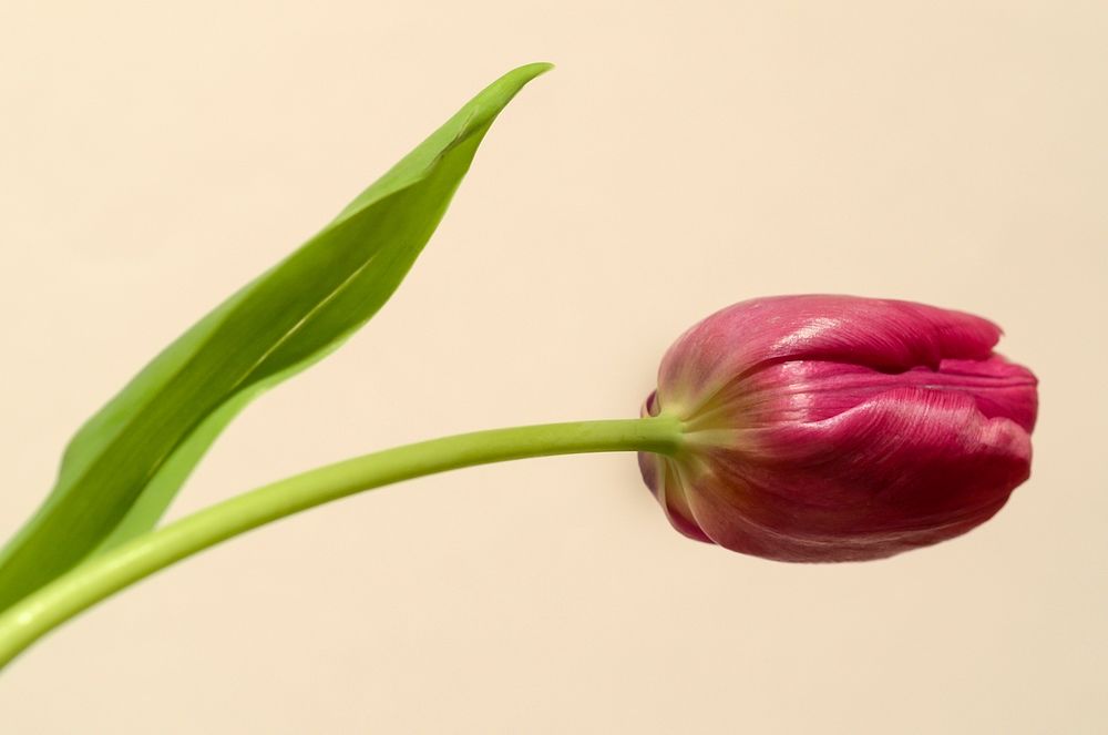 Free red tulip image, public domain flower CC0 photo.