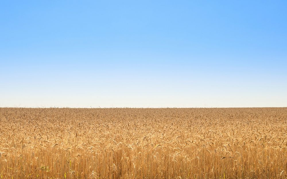 Free golden wheat field photo, public domain CC0 image.