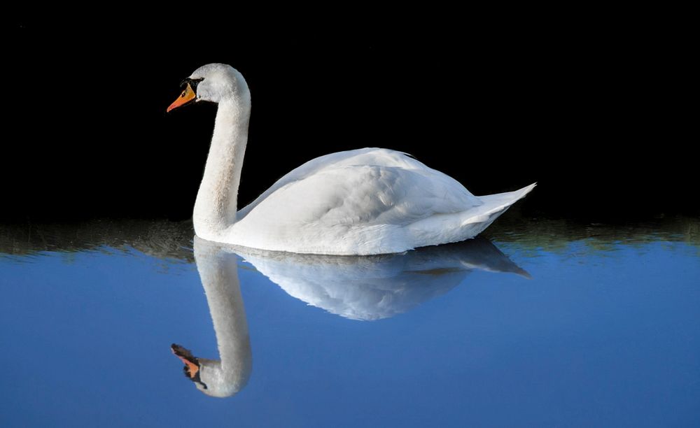 Free mute swan on water image, public domain animal CC0 photo.