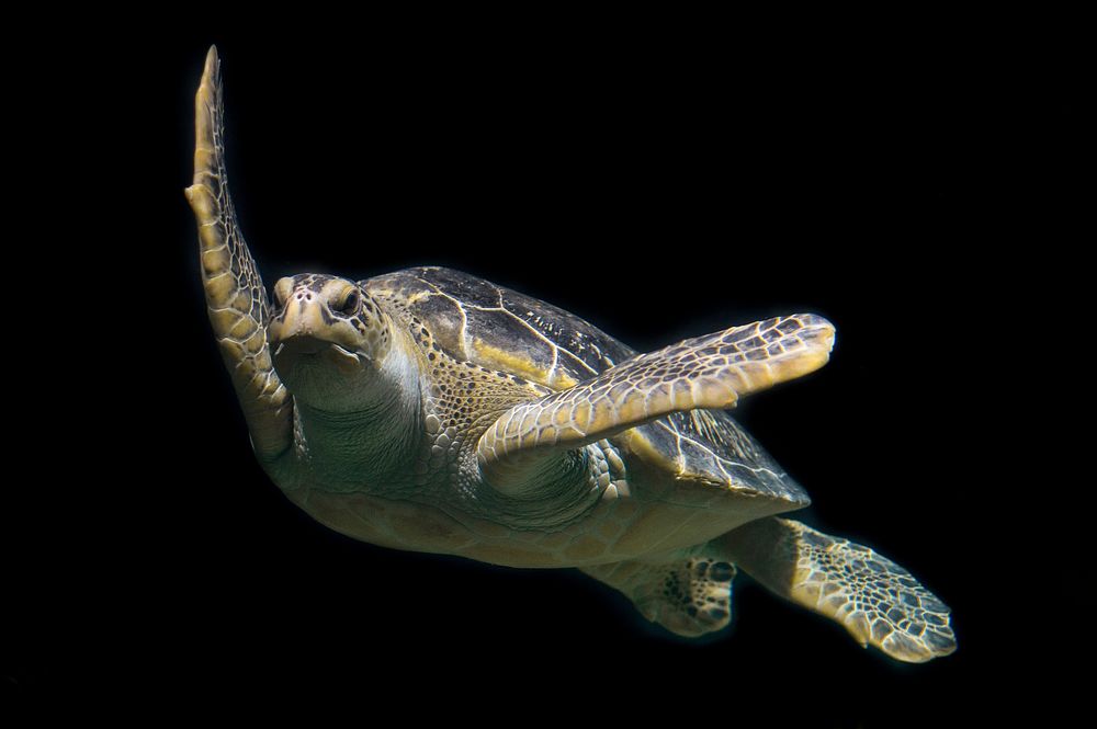 Free sea turtle image, public domain animal CC0 photo.