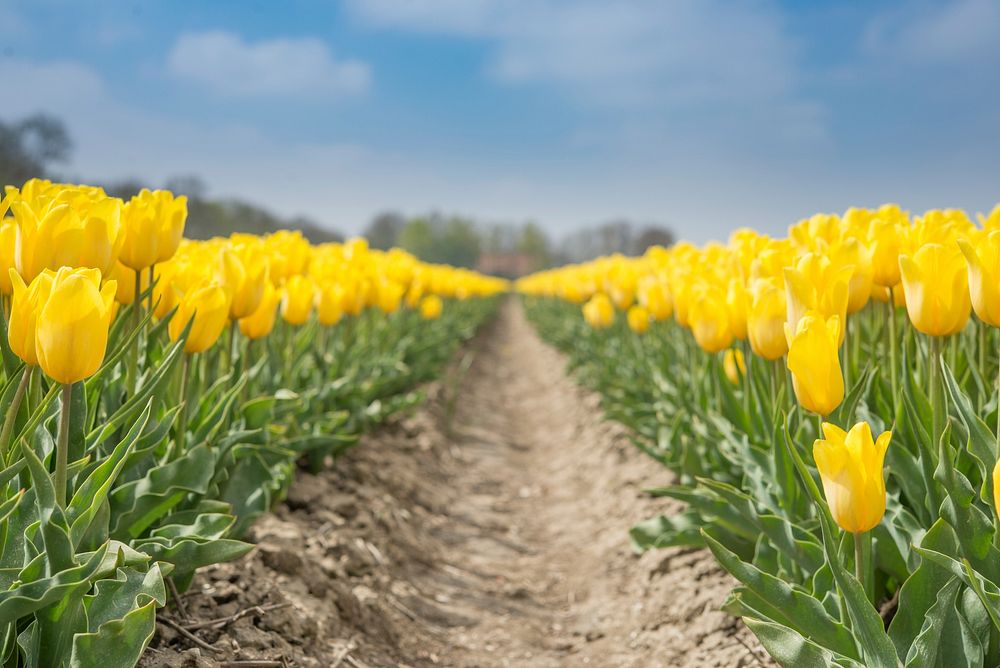 Free yellow tulip image, public domain flower CC0 photo.