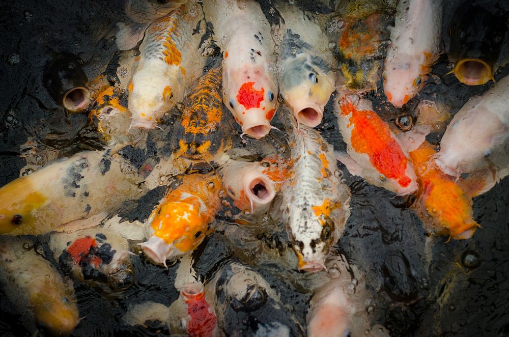 Free koi fishes image, public domain animal CC0 photo.