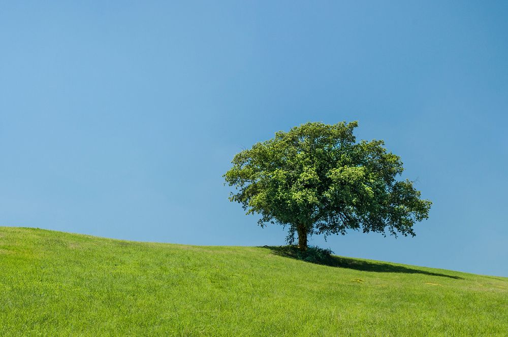 Free lone tree image, public domain botanical CC0 photo.