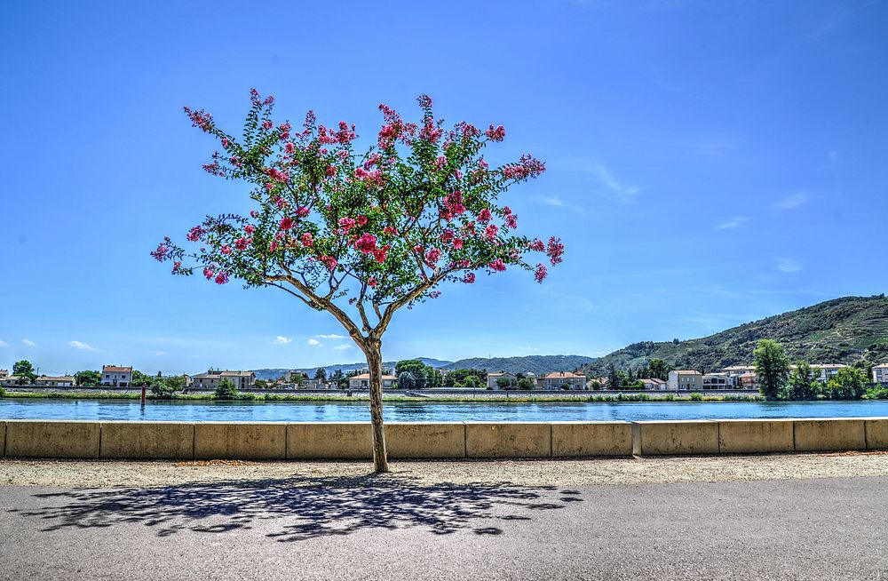 Free pink flower by Rhone river image, public domain spring CC0 photo.