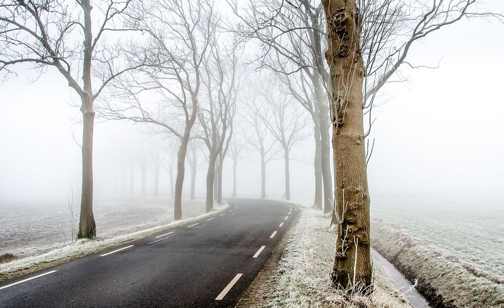 Free snow covered trees by road photo, public domain winter CC0 image.