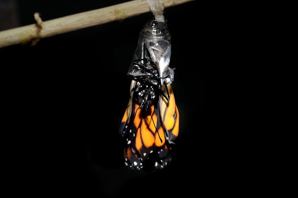 Butterfly Cocoon Images Free Photos PNG Stickers Wallpapers