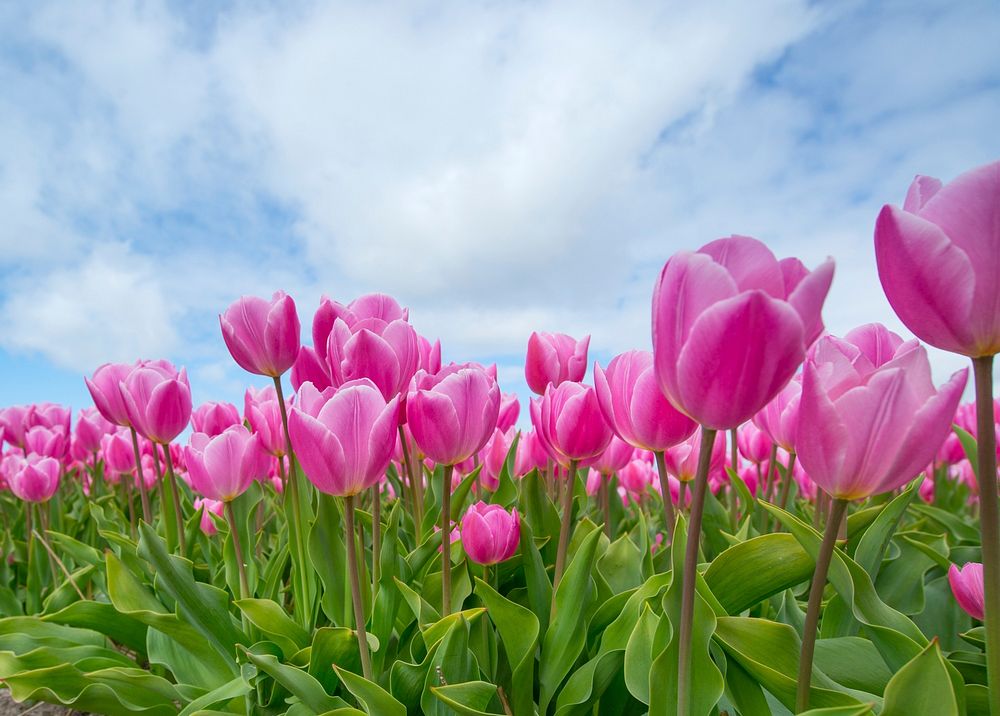 Free pink tulip image, public domain flower CC0 photo.