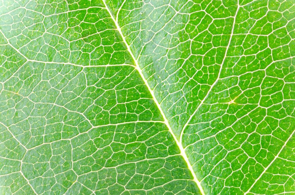 Free green leaf macro image, public domain plant CC0 photo.