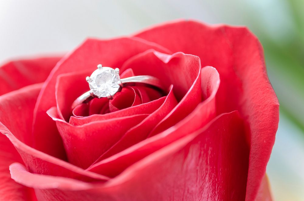 Free ring in red rose image, public domain flower CC0 photo.