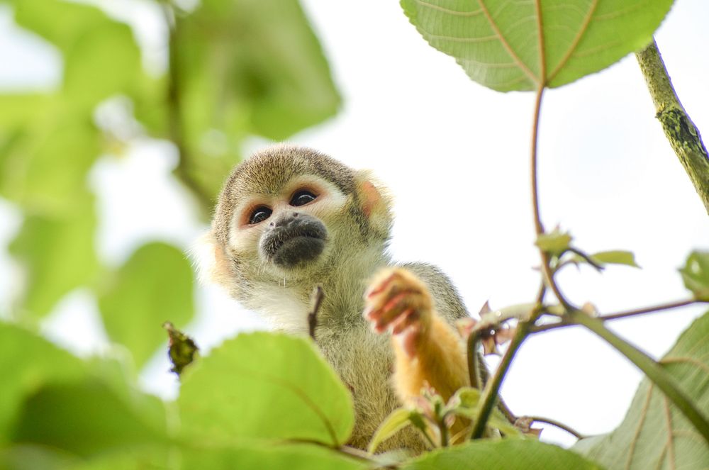 Free squirrel monkey in rainforest image, public domain animal CC0 photo.