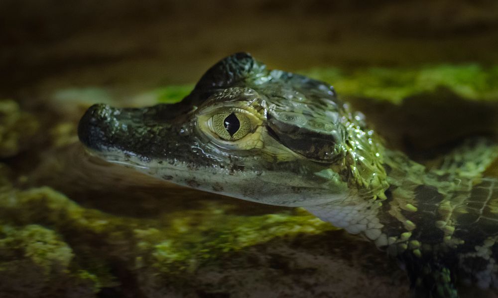 Free baby crocodile image, public domain animal CC0 photo.