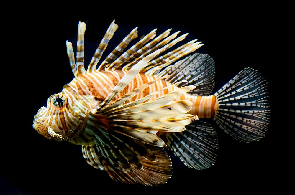 Free lionfish image, public domain animal CC0 photo.