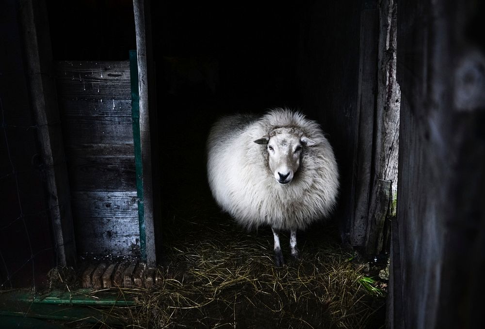 White sheep in the barn