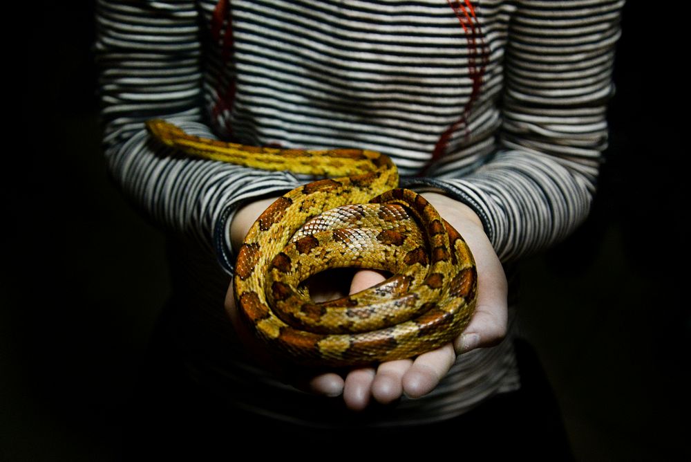 Free person holding a snake image, public domain people CC0 photo.