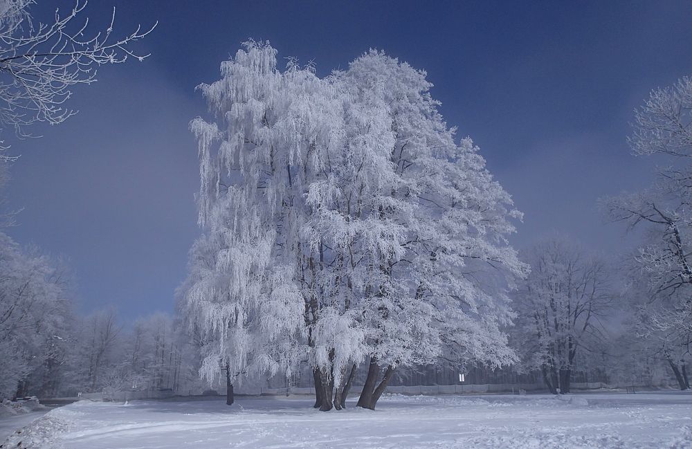 Free snowfall on trees photo, public domain nature CC0 image.