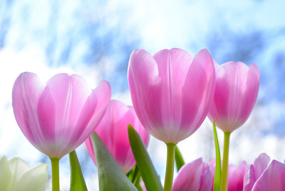 Free pink tulip photo, public domain flower & nature CC0 image.