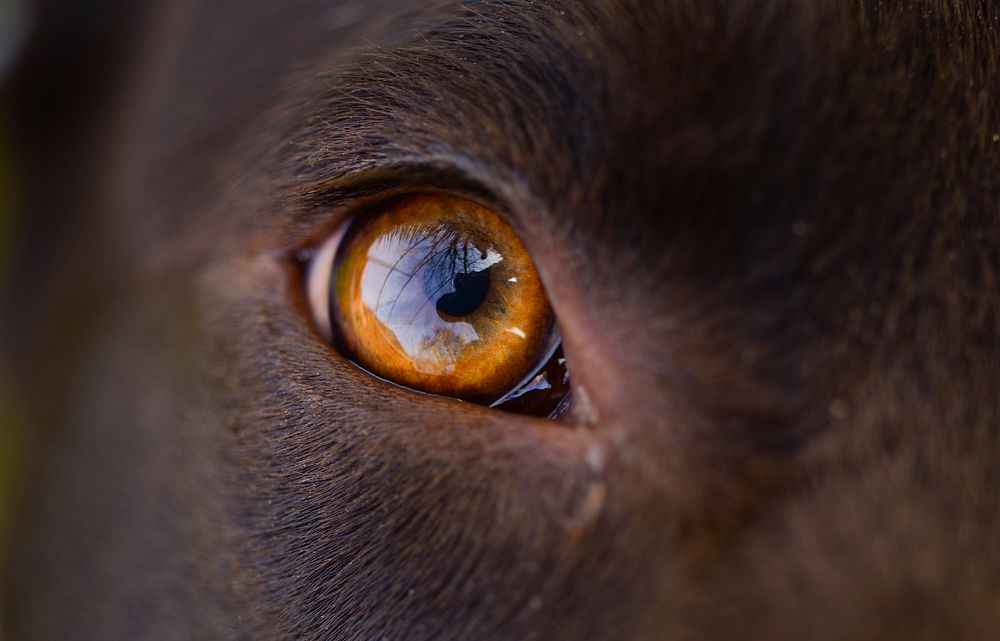 Free dog's eye background image, public domain CC0 photo.