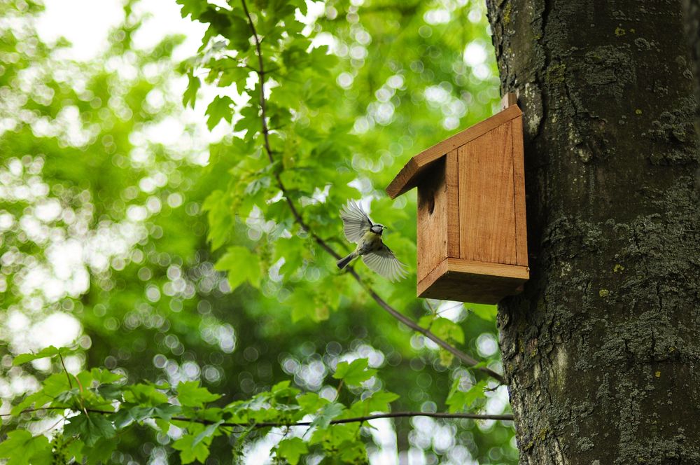 Free bird's house image, public domain shelter CC0 photo. 