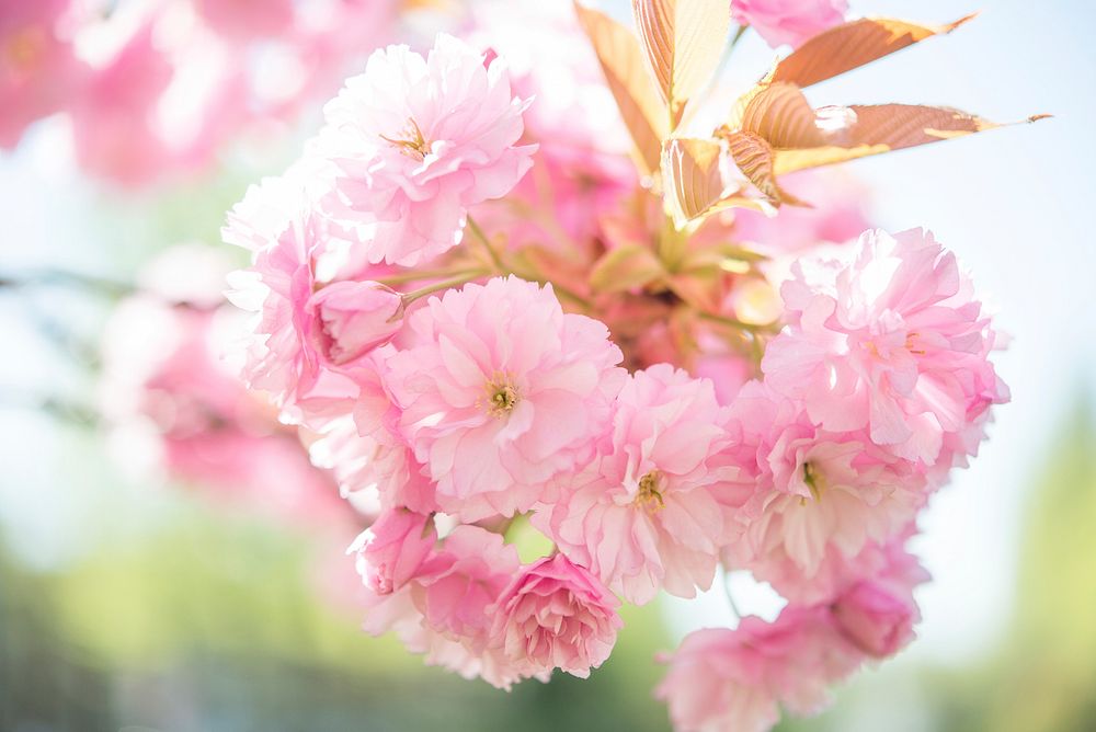 Free pink cherry blossom image, public domain flower CC0 photo.