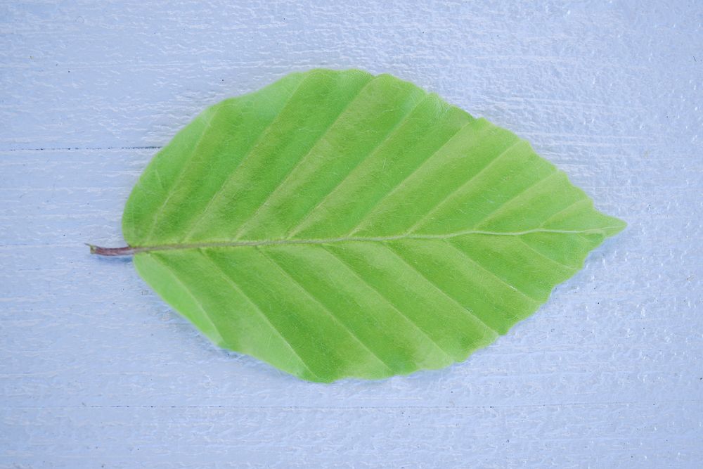 Free leaf image, public domain plant CC0 photo.