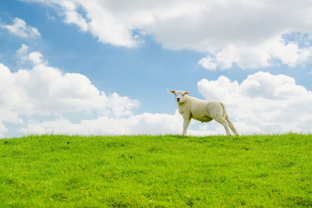 Free lamb image, public domain animal CC0 photo.