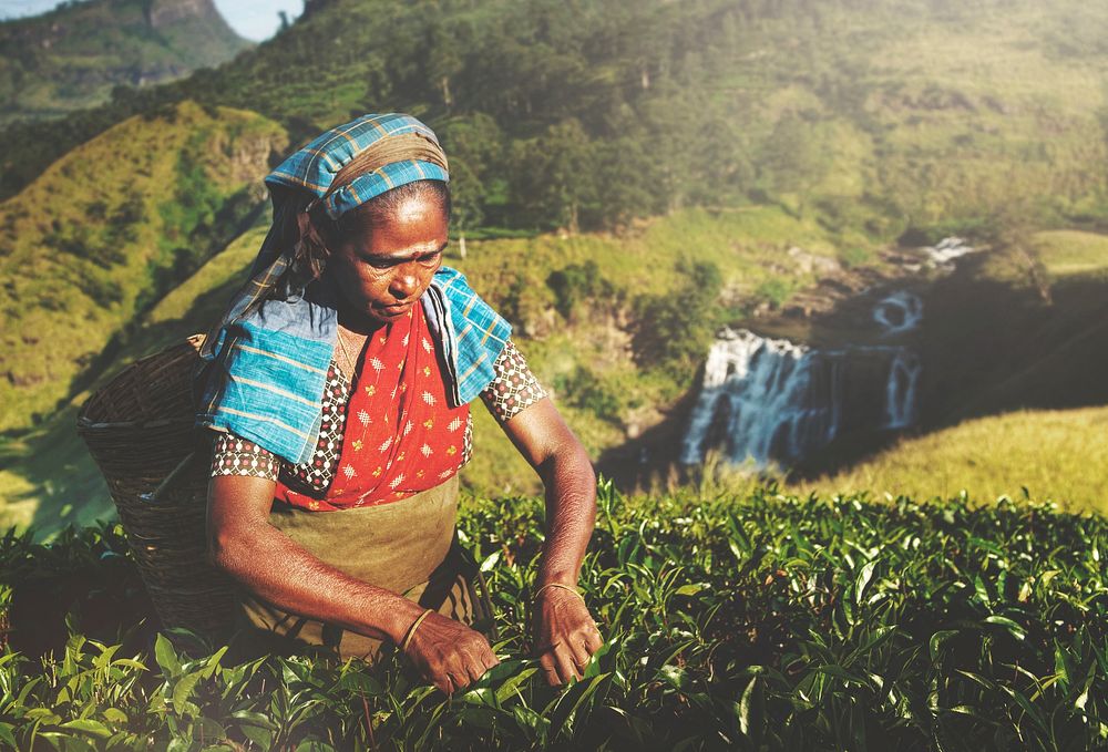 Tea picker at a plantation in Sri Lanka
