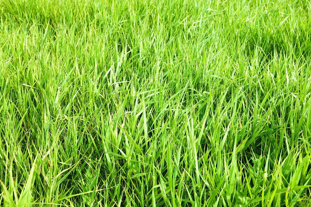  Free green grass image, public domain plant CC0 photo.