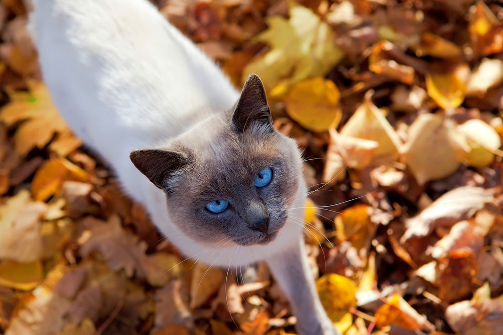 Free Autumn rag doll cat image, public domain CC0 photo.