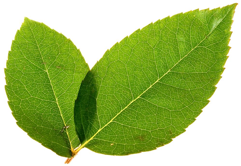 Free leaf isolated on white background image, public domain plant CC0 photo.