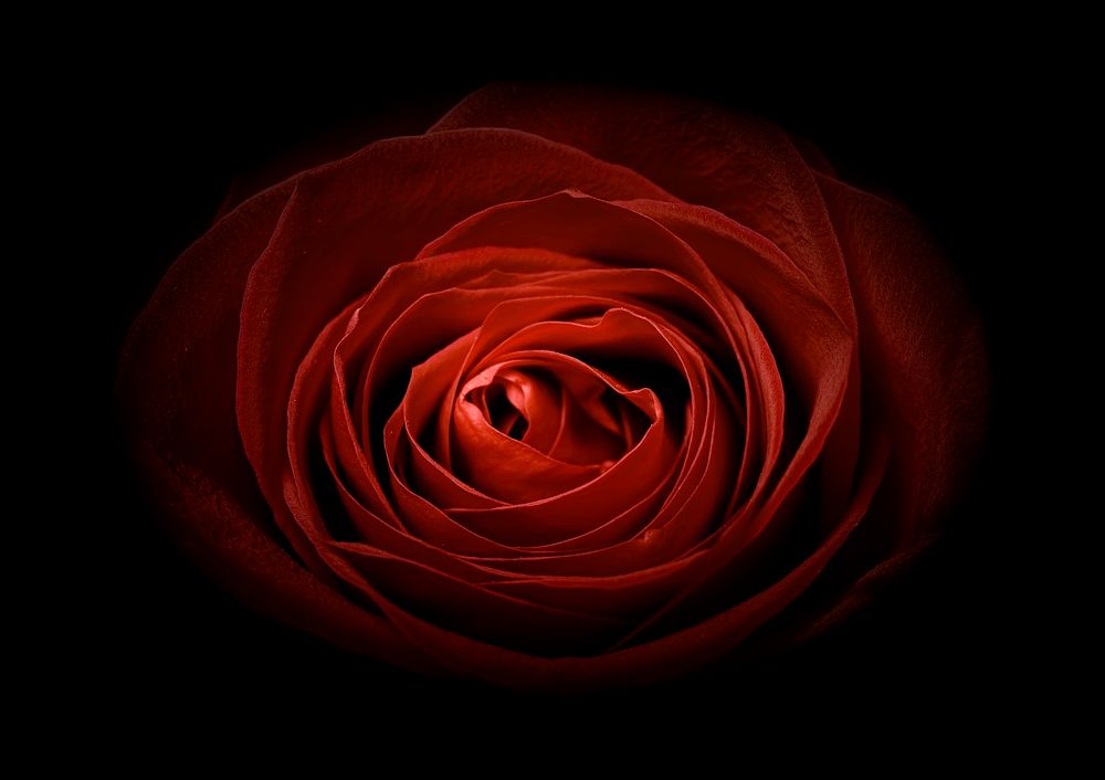 Free red rose image, public domain flower CC0 photo.