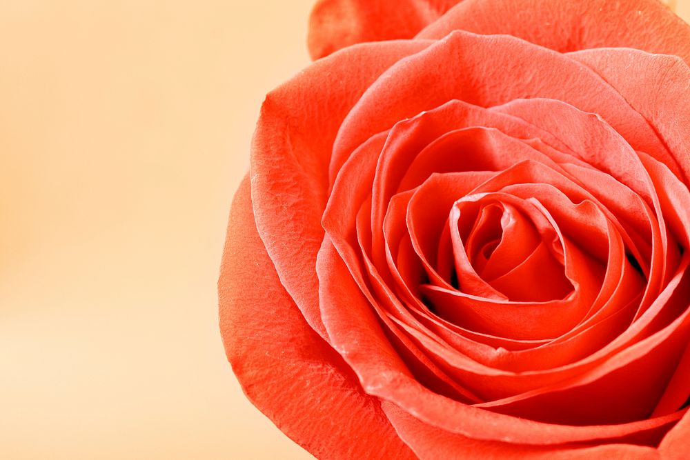 Free red rose background image, public domain flower CC0 photo.