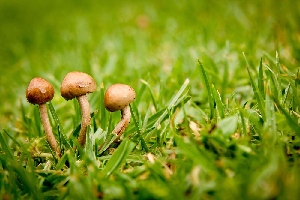 Free mushroom photo, public domain plant CC0 image.