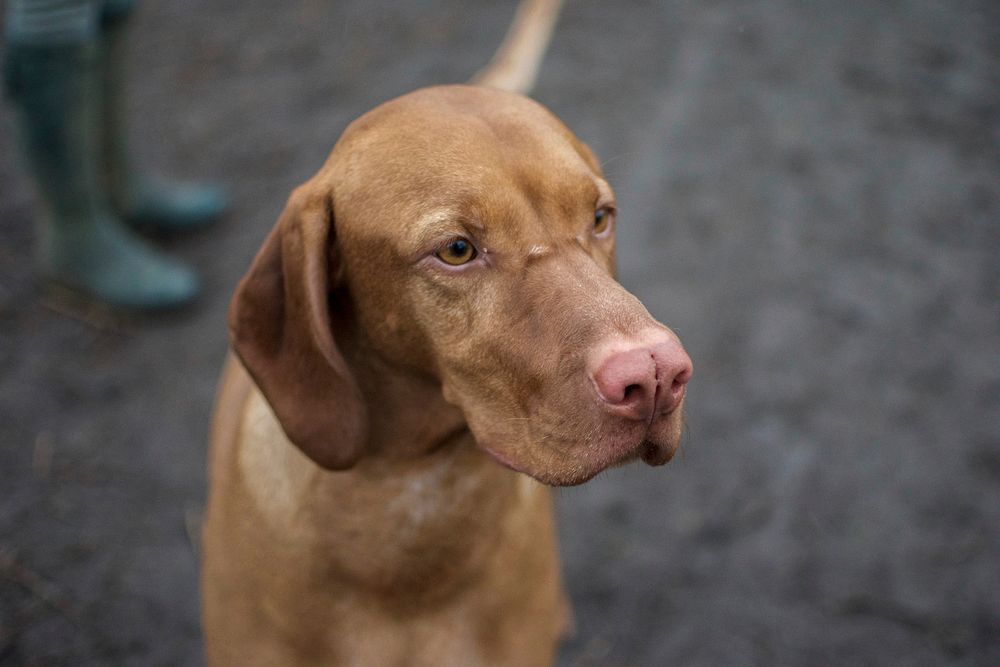 Free Labrador image, public domain pet CC0 photo.