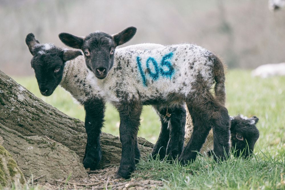 Free young sheep standing near a tree image, public domain animal CC0 photo.