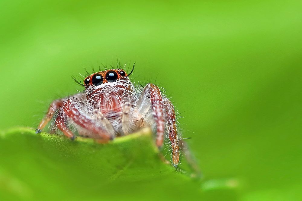 Free red tiny spider on leaf image, public domain animal CC0 photo.