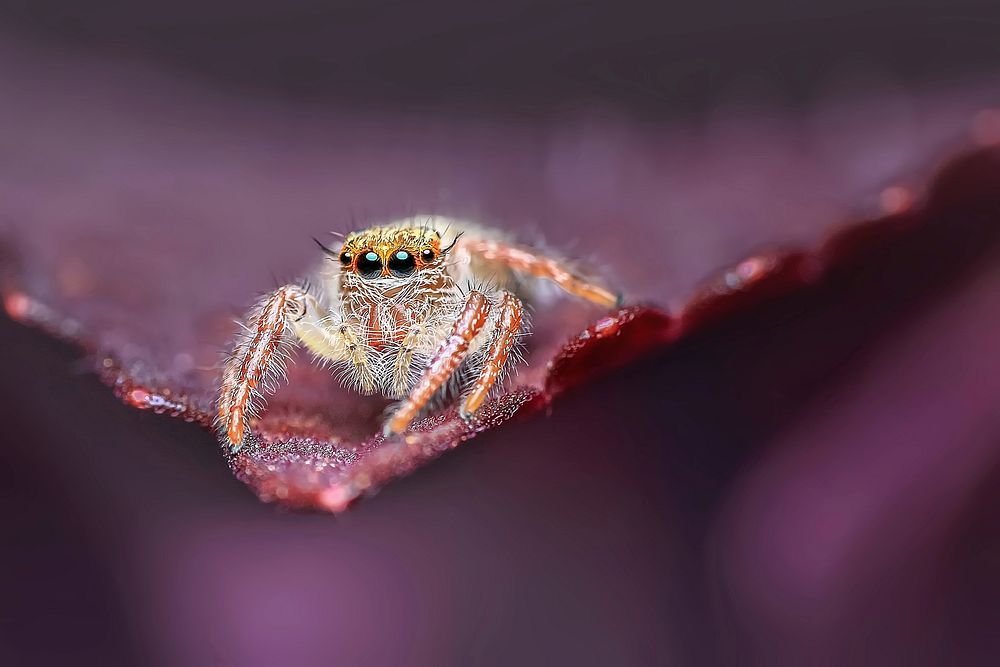 Free close up spider on leaf image, public domain animal CC0 photo.