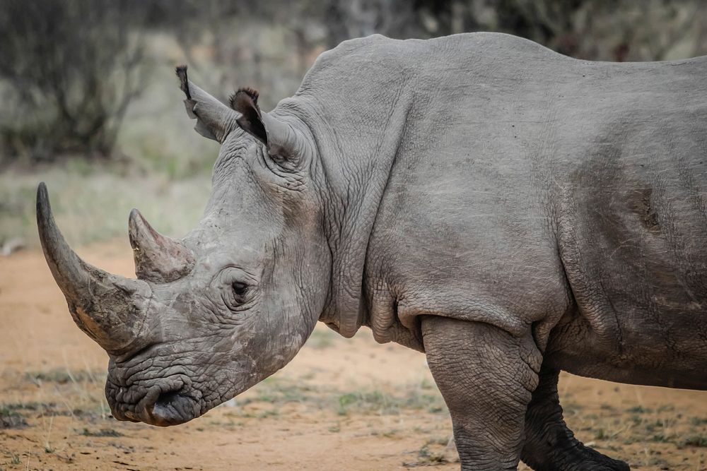 Free rhino image, public domain wild animal CC0 photo.