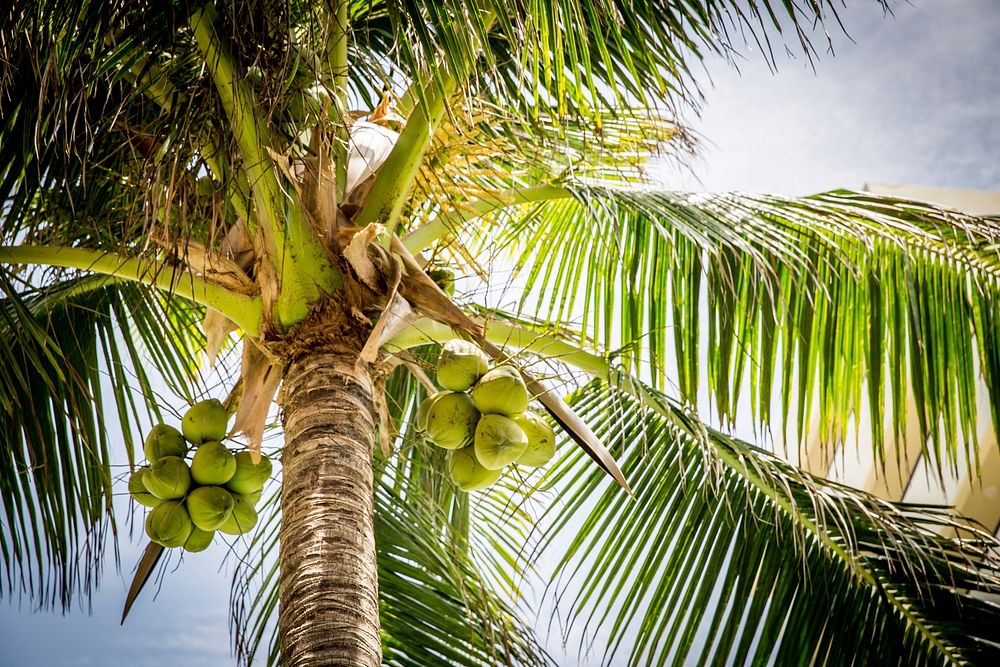 Free coconut tree image, public domain nature CC0 photo.