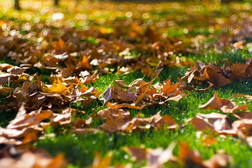 Free ground full of fall leaves photo, public domain nature CC0 image.