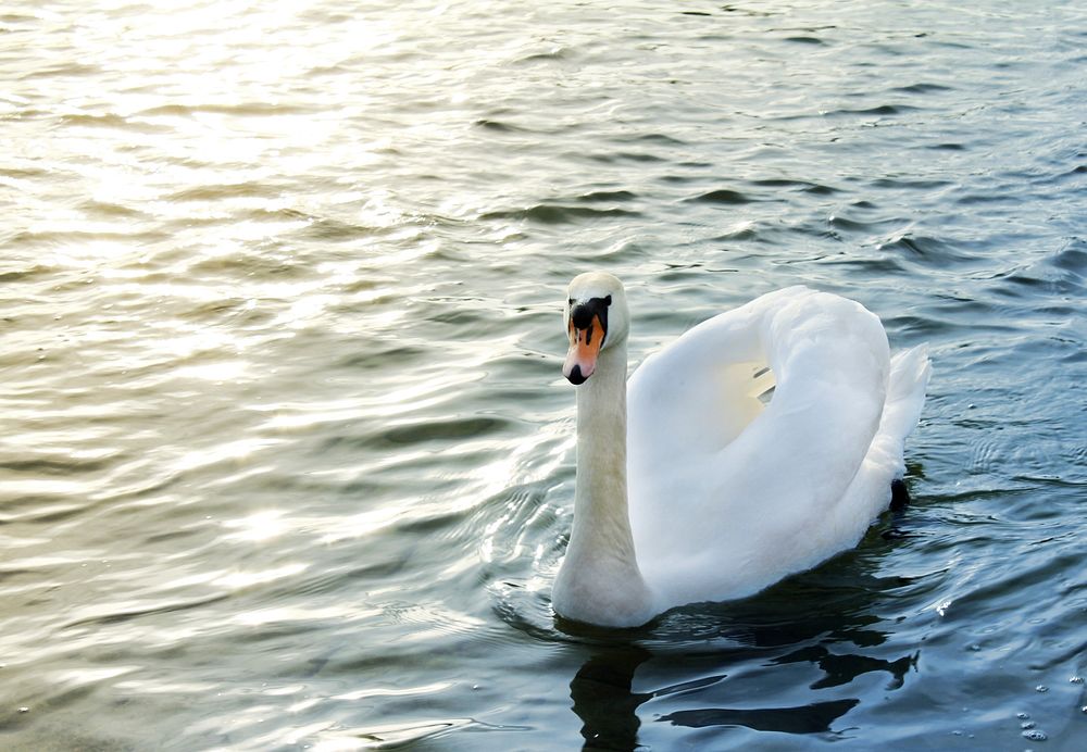 Free mute swan on water image, public domain animal CC0 photo.