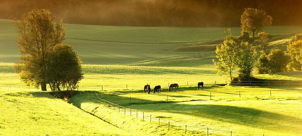 Free scenic view of horses in field photo, public domain animal CC0 image.