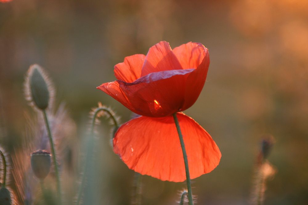 Free red poppy image, public domain flower CC0 photo.